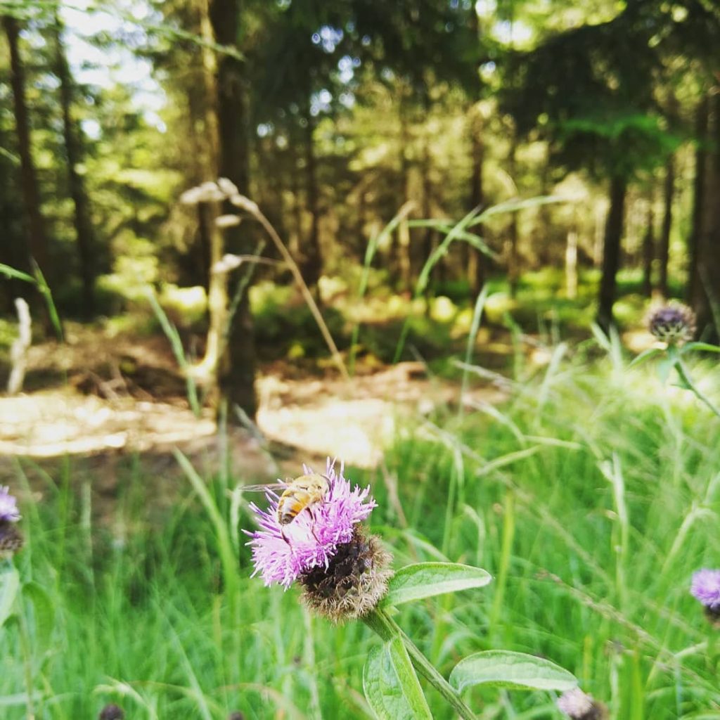 Ecologisch MAGIS-midweek in de Ardennen 2